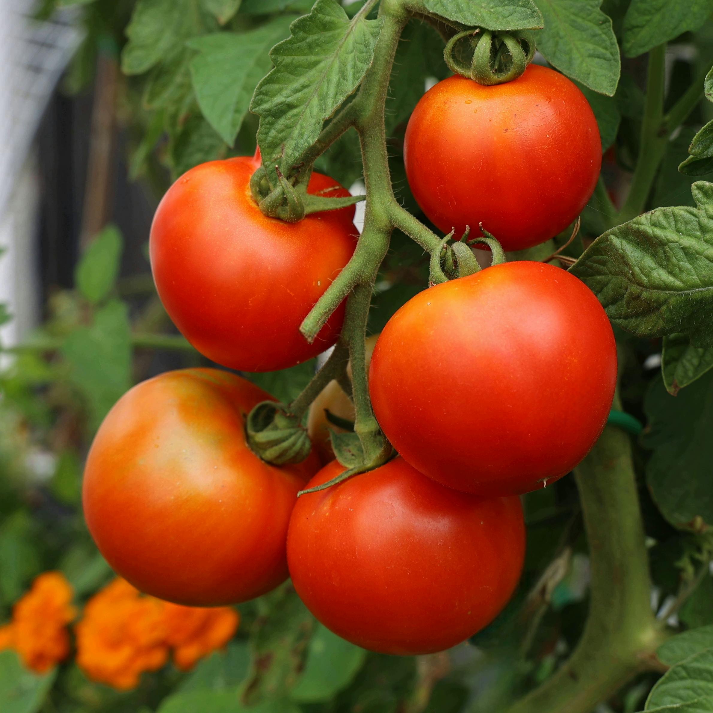 Close-up of ripe tomatoes hanging on the vine with green leaves.