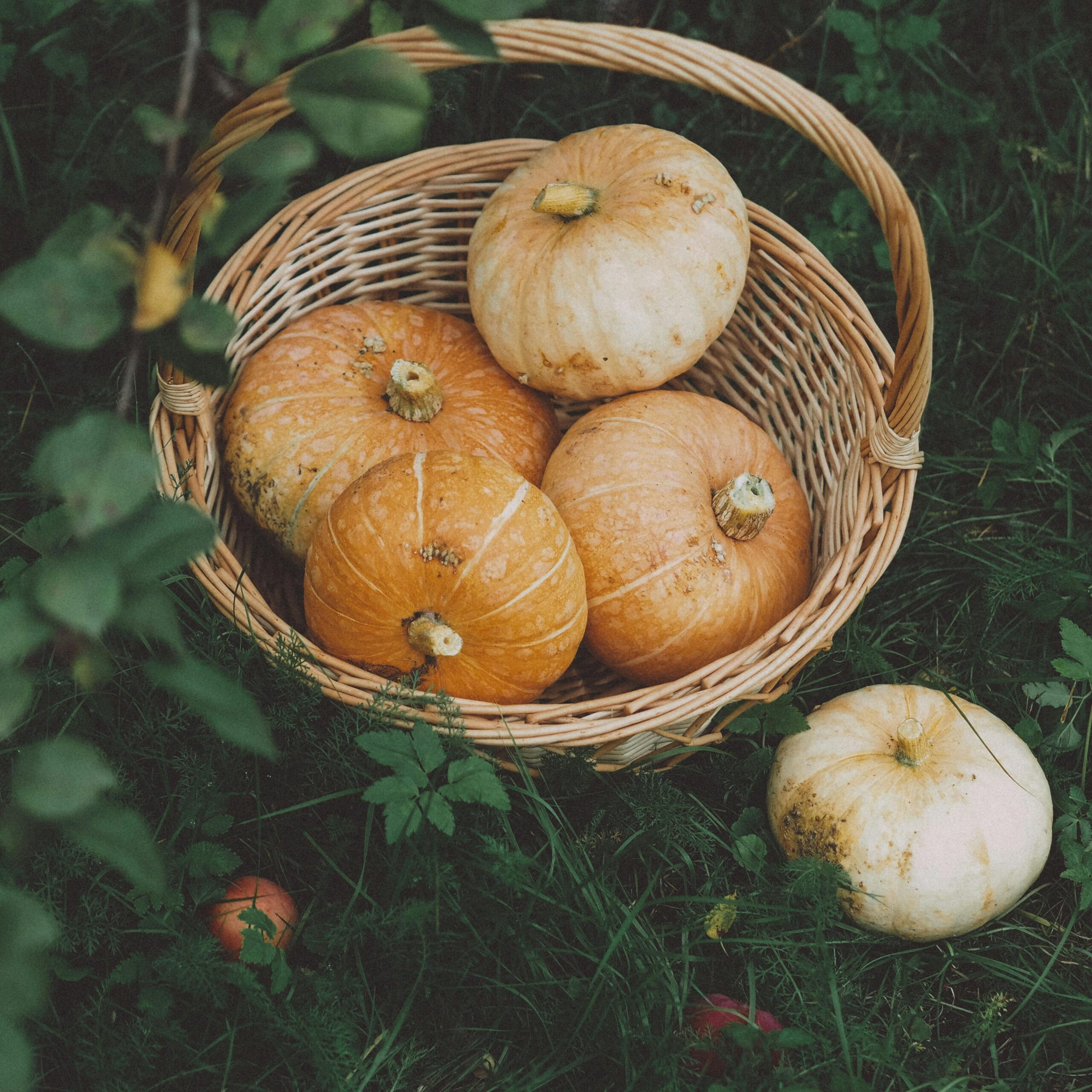 A wicker basket filled with orange and white pumpkins lying on green grass in a natural setting.